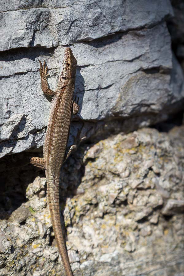 Ödla i Limone Sul Garda, Italien