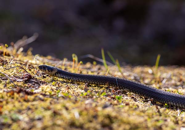 Snok vid Stensholmsdammen