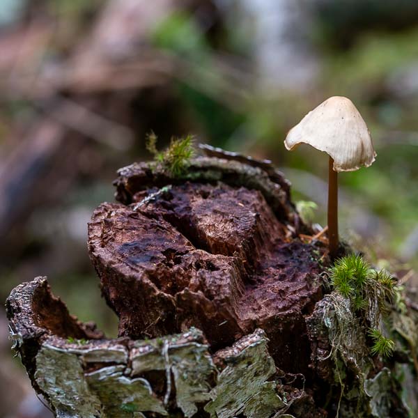 Svamp på stubbe